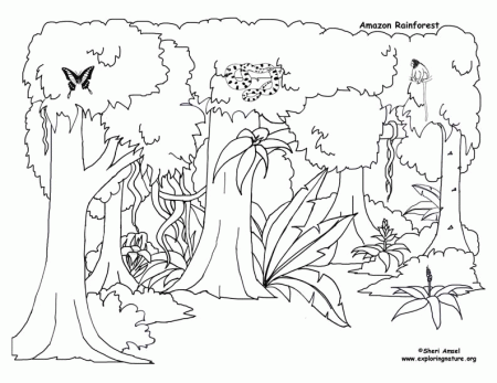 The united nations' food and agriculture organization (fao) defines a forest as, land spanning more than 0.5 … Online Coloring Book - Coloring Home