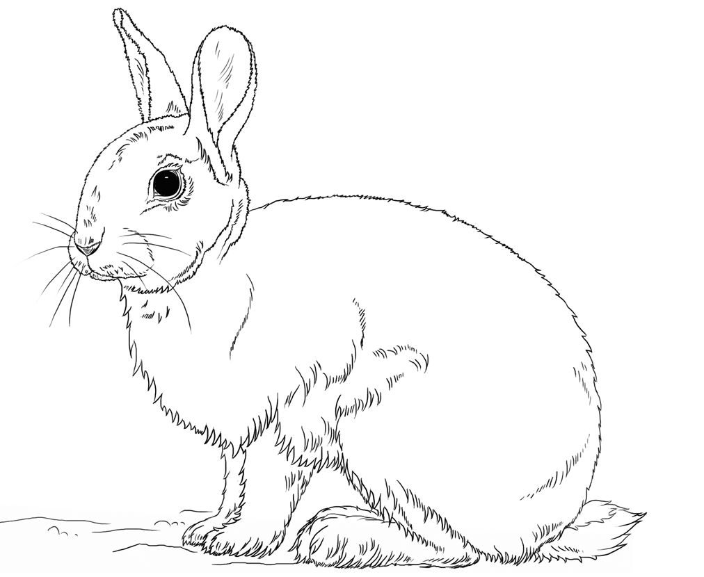 Our printable sheets for coloring in are ideal to brighten . Short Ears Rabbit Has Cotton Ball Tail Coloring Pages Bunny Coloring Pages Coloring Pages For Kids And Adults