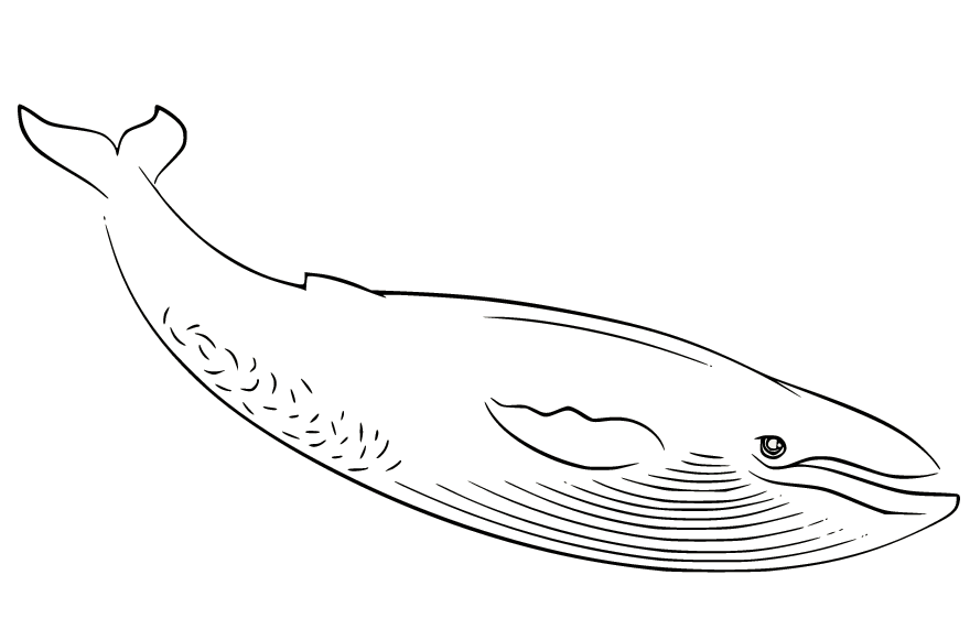 Blue whale coloring pages are a fun way for kids of all ages to develop creativity, focus, . F3d0bc9q2 N2qm