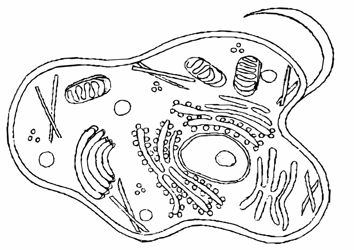 Cells store information in dna. Cell structure Coloring Pages to download and print for free