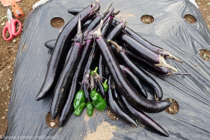 今日の畑 長ナスの片付け 今年も夏野菜がおわりました Comloy Labo2 プチミニマリストへの道 今日の畑 長ナスの片付け 今年も夏野菜がおわりました Comloy Labo2 プチミニマリストへの道