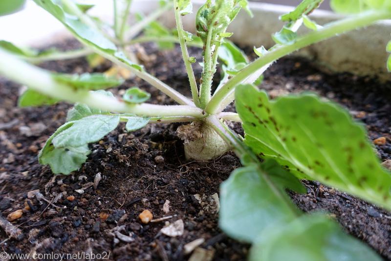 ベランダ菜園 畑からパクチーとミニチンゲンサイがやってきた あ 大根にアブラムシが Comloy Labo2 プチミニマリストへの道