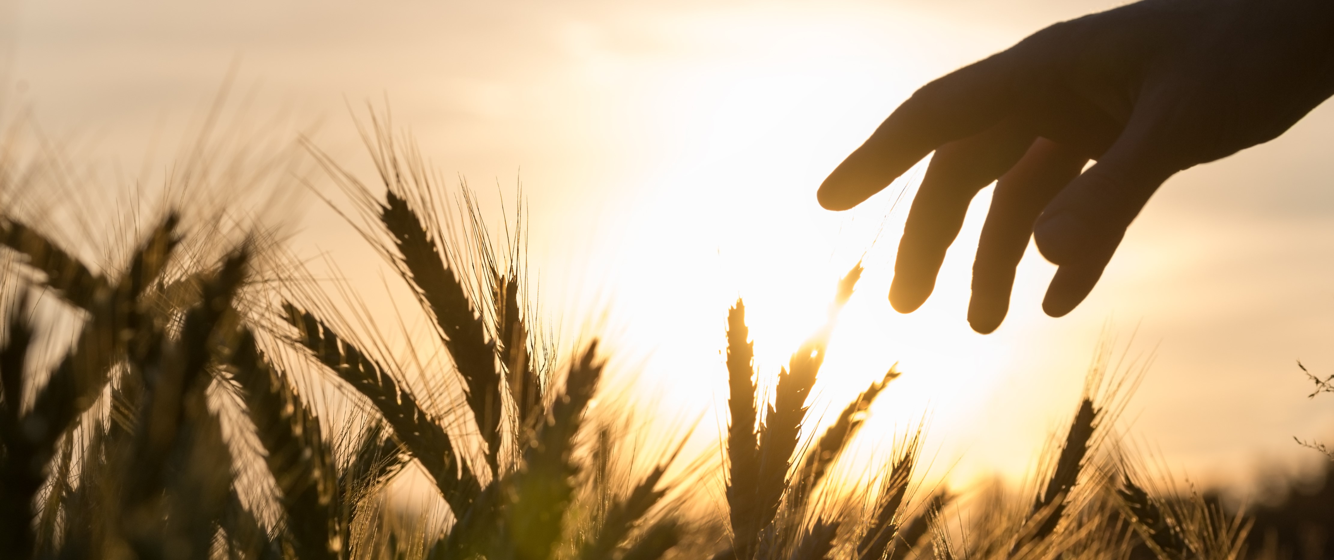 Hand of a farmer touching wheat field Organization for Competitive