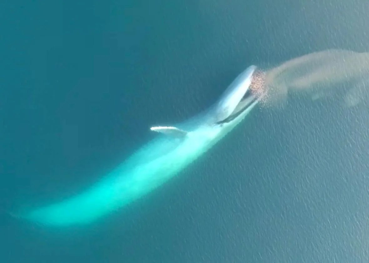 Updated september 21, 2021 | verified since 2021 $12.00 why and whale is a monthly subscripti. Blue whale feeding, via rare drone footage (VIDEO).
