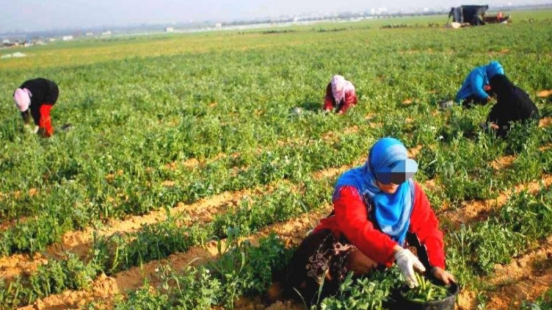 70 % من العاملين في الفلاحة نساء ومبادرات لإدماجهن في الاقتصاد الأخضر 70 % من العاملين في الفلاحة نساء ومبادرات لإدماجهن في الاقتصاد الأخضر
