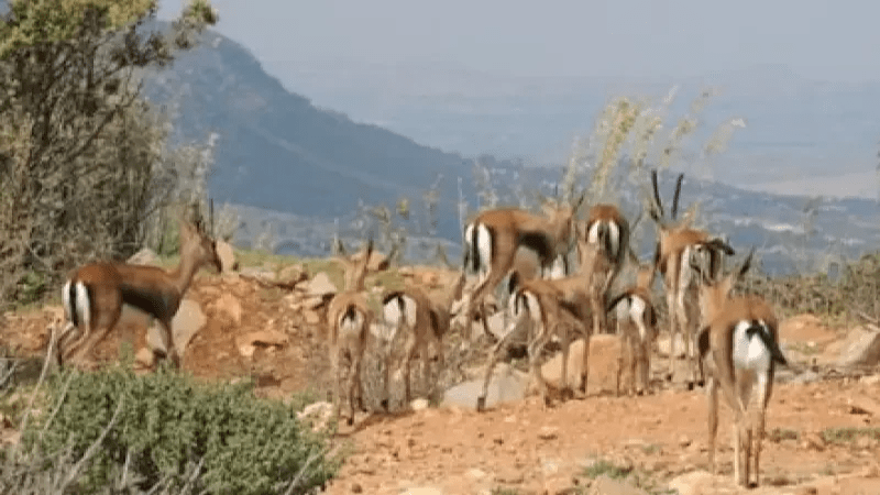 سليانة: الزيارات لمحمية جبل السرج ومغارة عين ذهب مفتوحة سليانة: الزيارات لمحمية جبل السرج ومغارة عين ذهب مفتوحة