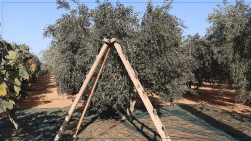 القيروان: عملية جني الزيتون تتوقف..واحتقان في صفوف الفلاحين القيروان: عملية جني الزيتون تتوقف..واحتقان في صفوف الفلاحين