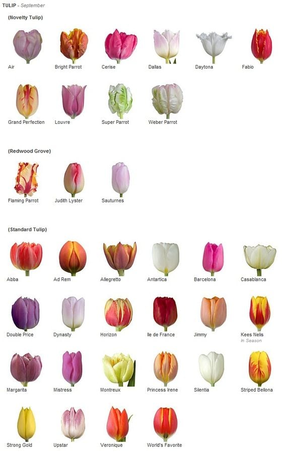You're sure to find your favorite tulip colors including orange, purple, pink, yellow and more. How to grow tulip bulbs in a vase