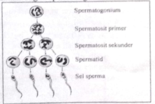 Perhatikan bagan spermatogenesis berikut! Reduk&hellip;
