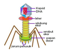 Bakteriofage yang hidup di dalam sel bakteri Esche&hellip;