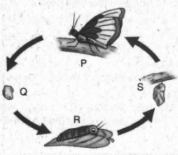 Perhatikan gambar berikut! Tahapan daur hidup k&hellip;