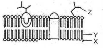 Pada bagian struktur membran berikut ini, bagian y&hellip;