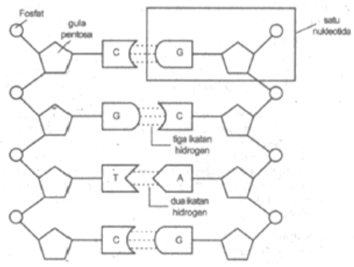 Basa nitrogen yang tidak dimiliki DNA, yaitu &hellip;
