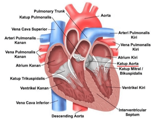 Ruang jantung terbagi menjadi empat ruang. Salah s&hellip;