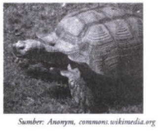 Ciri-ciri yang tidak dimiliki oleh hewan berikut a&hellip;