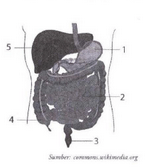 Perhatikan gambar sistem pencernaan berikut. Nama &hellip;
