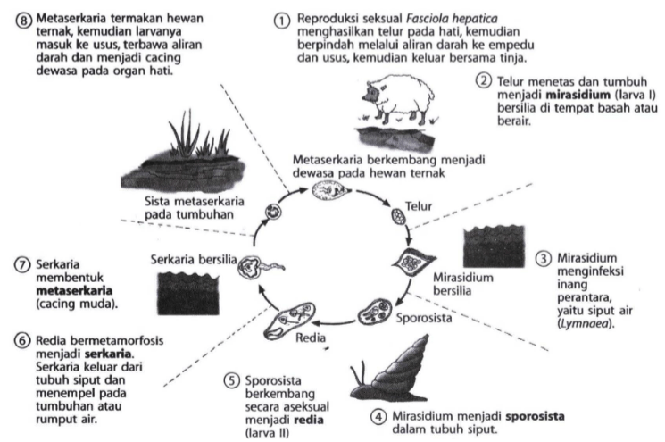 Perhatikan daur hidup Fasciola hepatica berikut! &hellip;