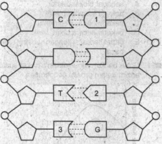 Perhatikan struktur DNA berikut! Pernyataan yan&hellip;