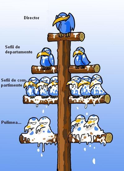 În lumea asta prost făcută Cum E Construita Societatea Corvinash