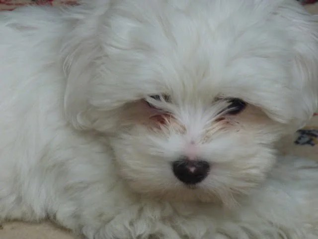 Photos coton de tuléar de notre élevage – Coton de tulear d'aquitaine