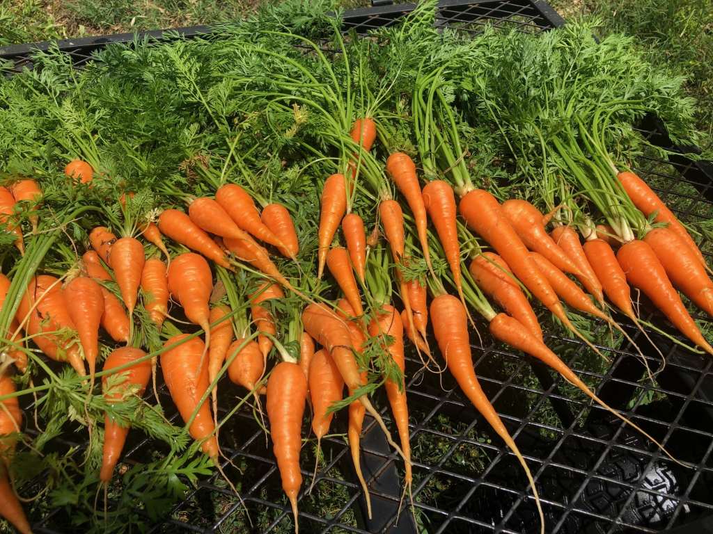 How to Freeze Carrots Garden Counting Tomatoes