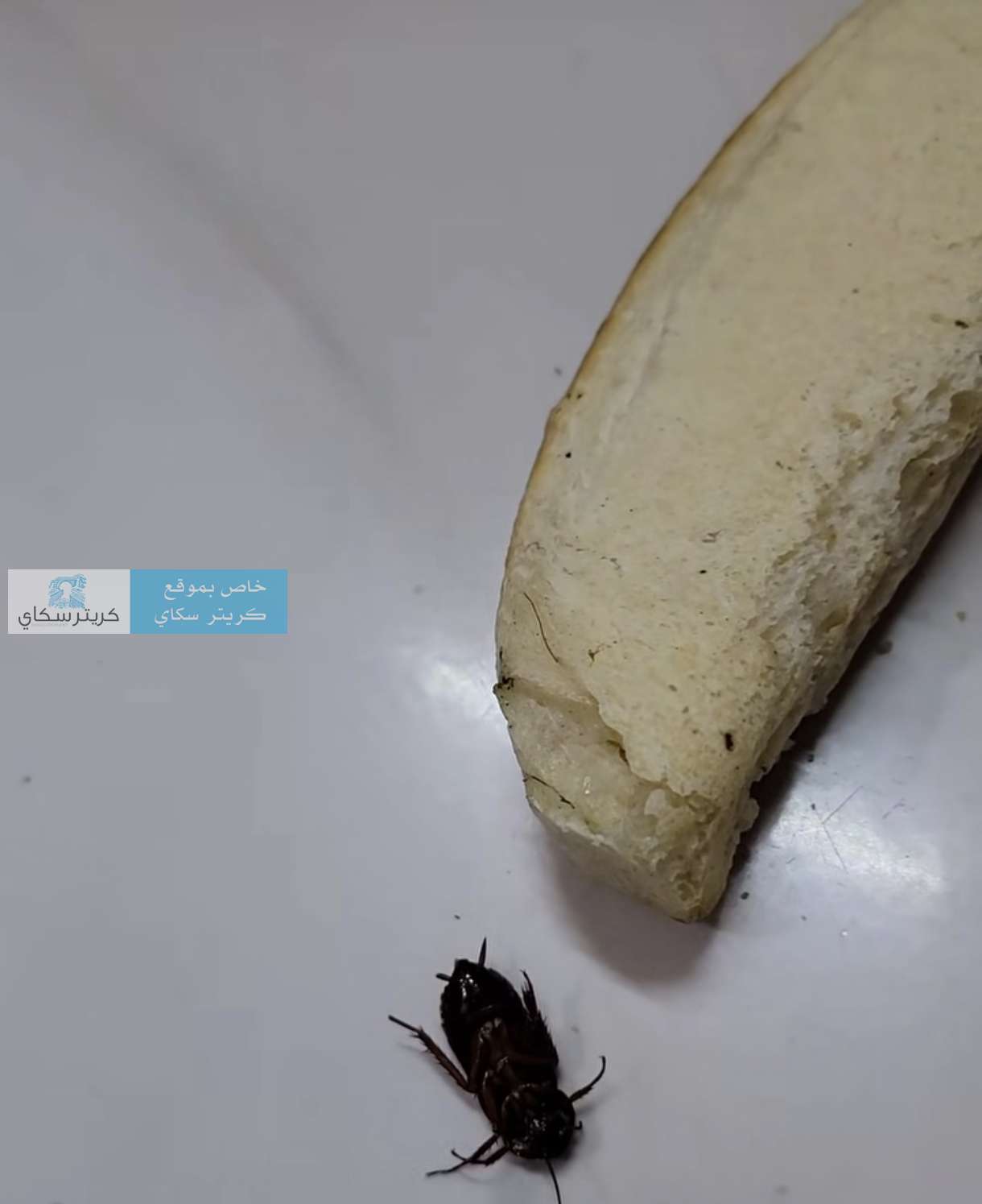 روتي محشو بالصراصير يصدم مواطناً قبيل العشاء! (صورة)
