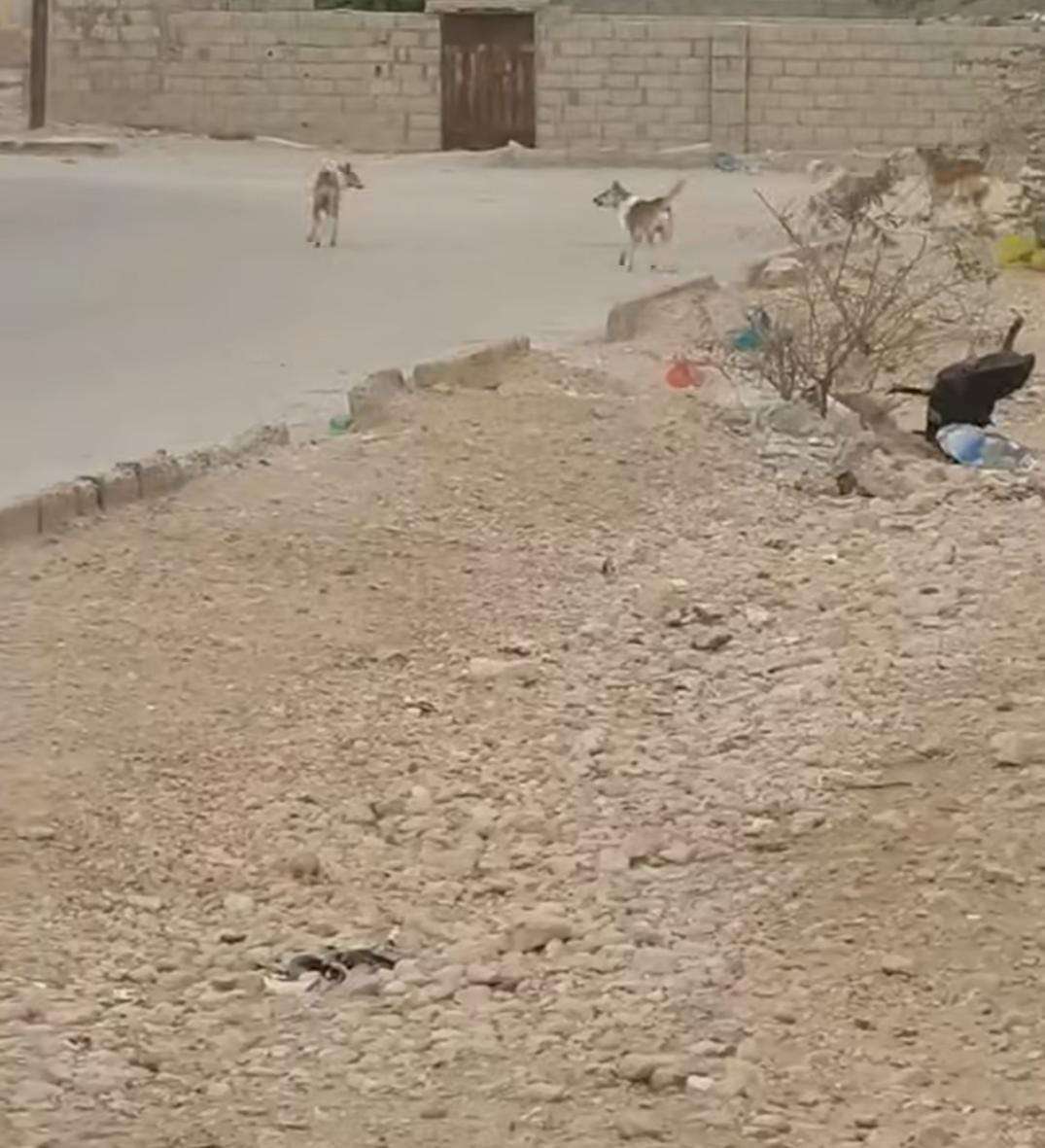 تسجيل حالات اعتداء.. والكلاب الضالة تقلق سكان عتق تسجيل حالات اعتداء.. والكلاب الضالة تقلق سكان عتق