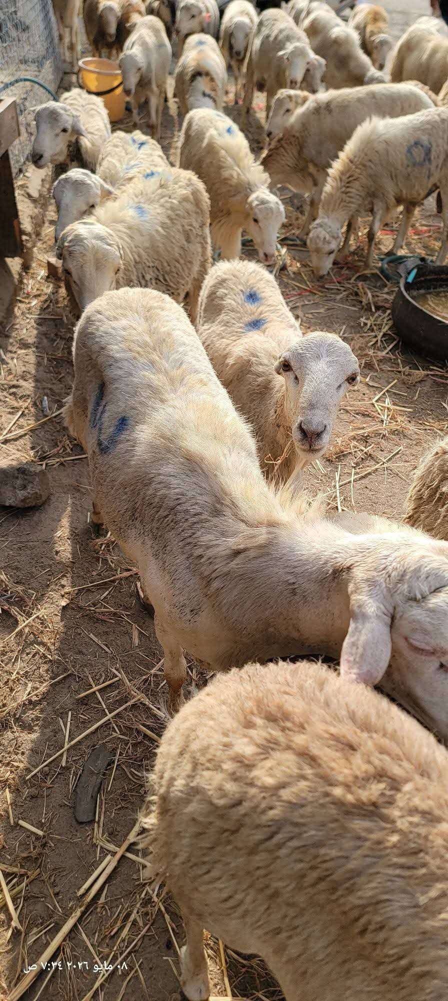 مع اقتراب عيد الأضحى .. ارتفاع أسعار الأضاحي في عدن يثقل كاهل المواطنين