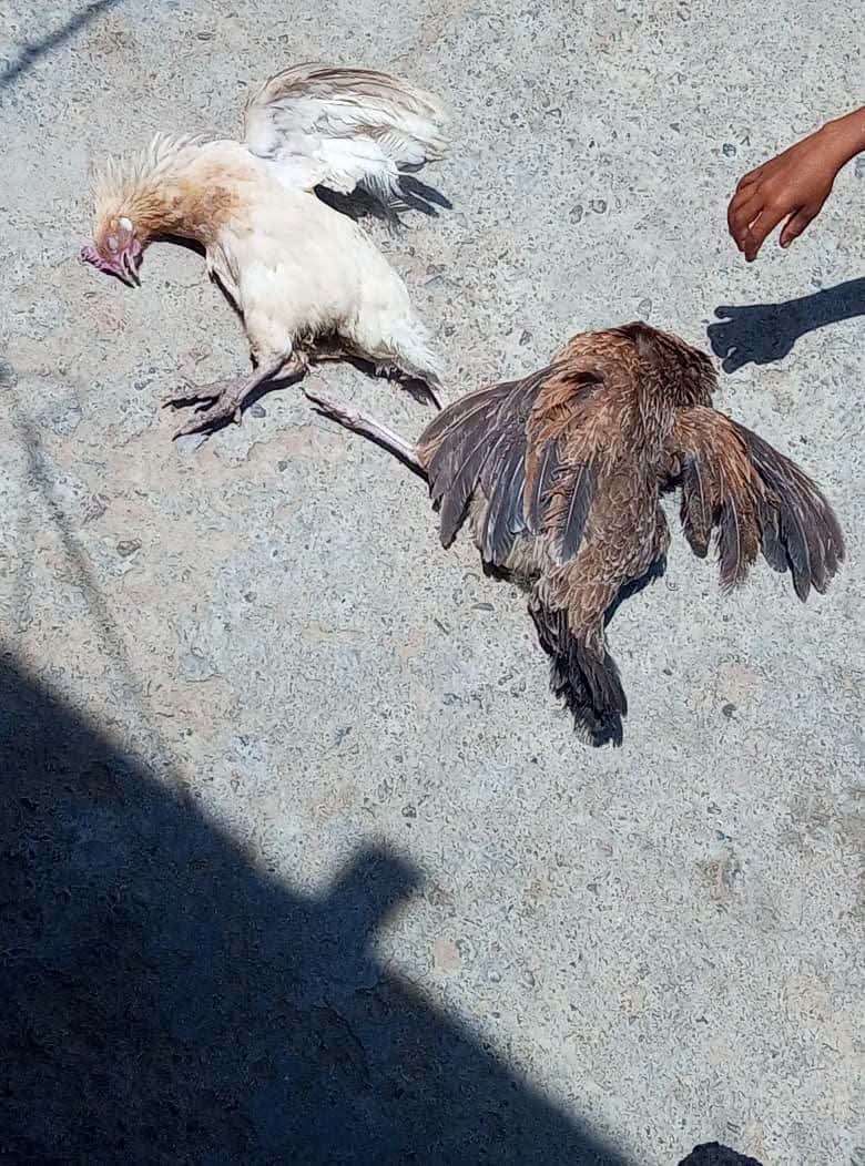 مرض مجهول يحصد الدجاج وتحذيرات من اتساع رقعة الانتشار مرض مجهول يحصد الدجاج وتحذيرات من اتساع رقعة الانتشار