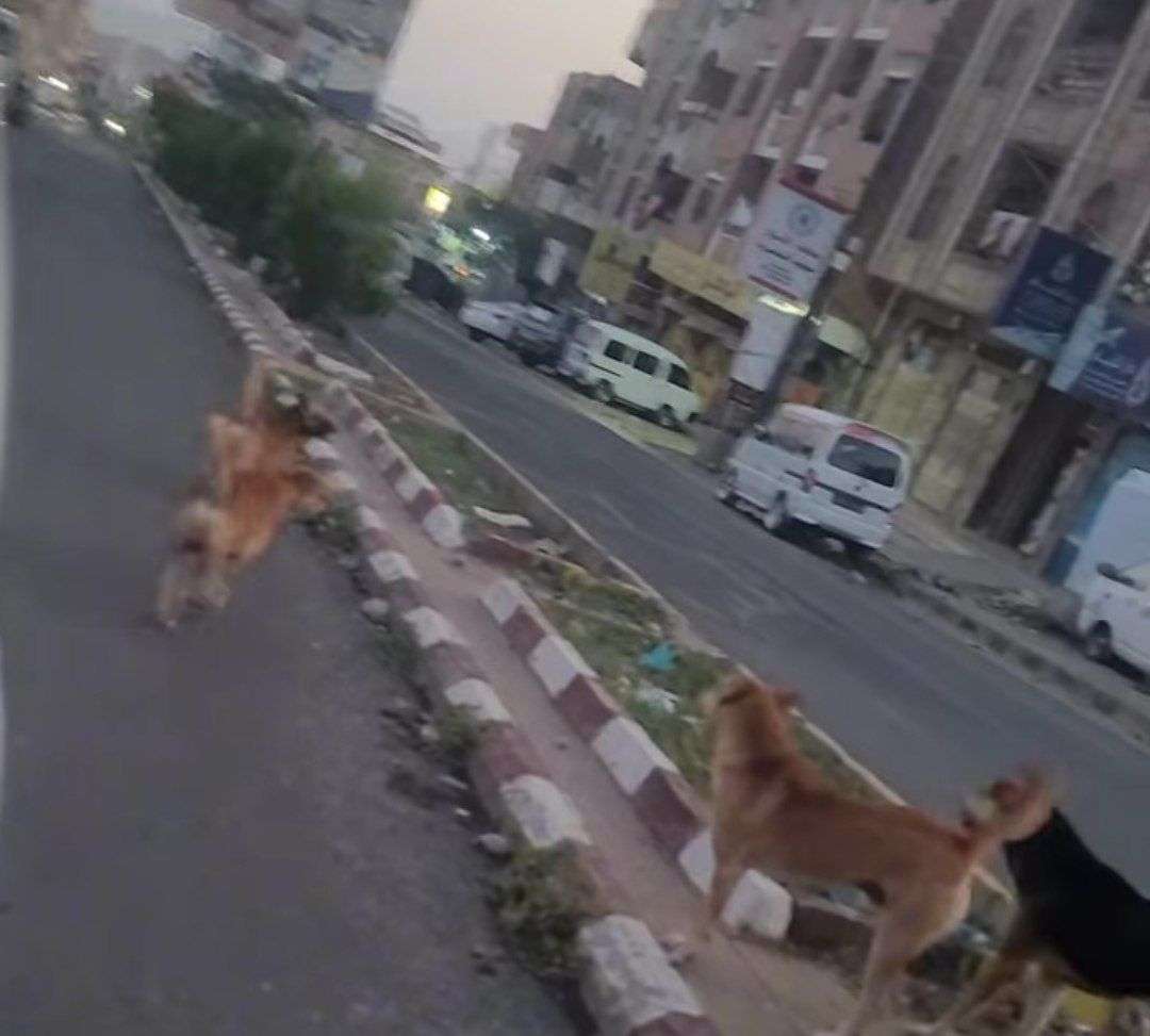 الكلاب الضالة تواصل انتشارها في تعز