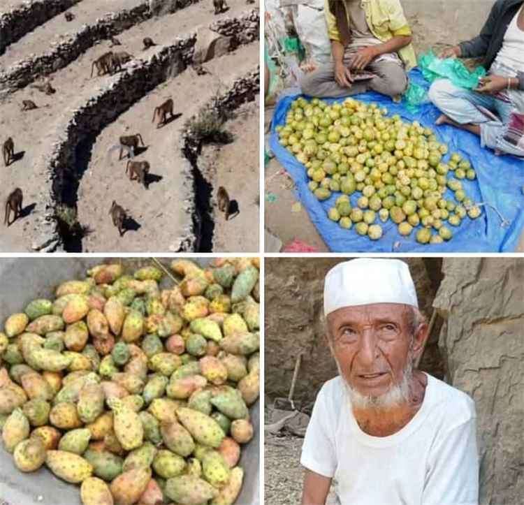 نداء استغاثة عقب تعرض يافع لغزو من القرود