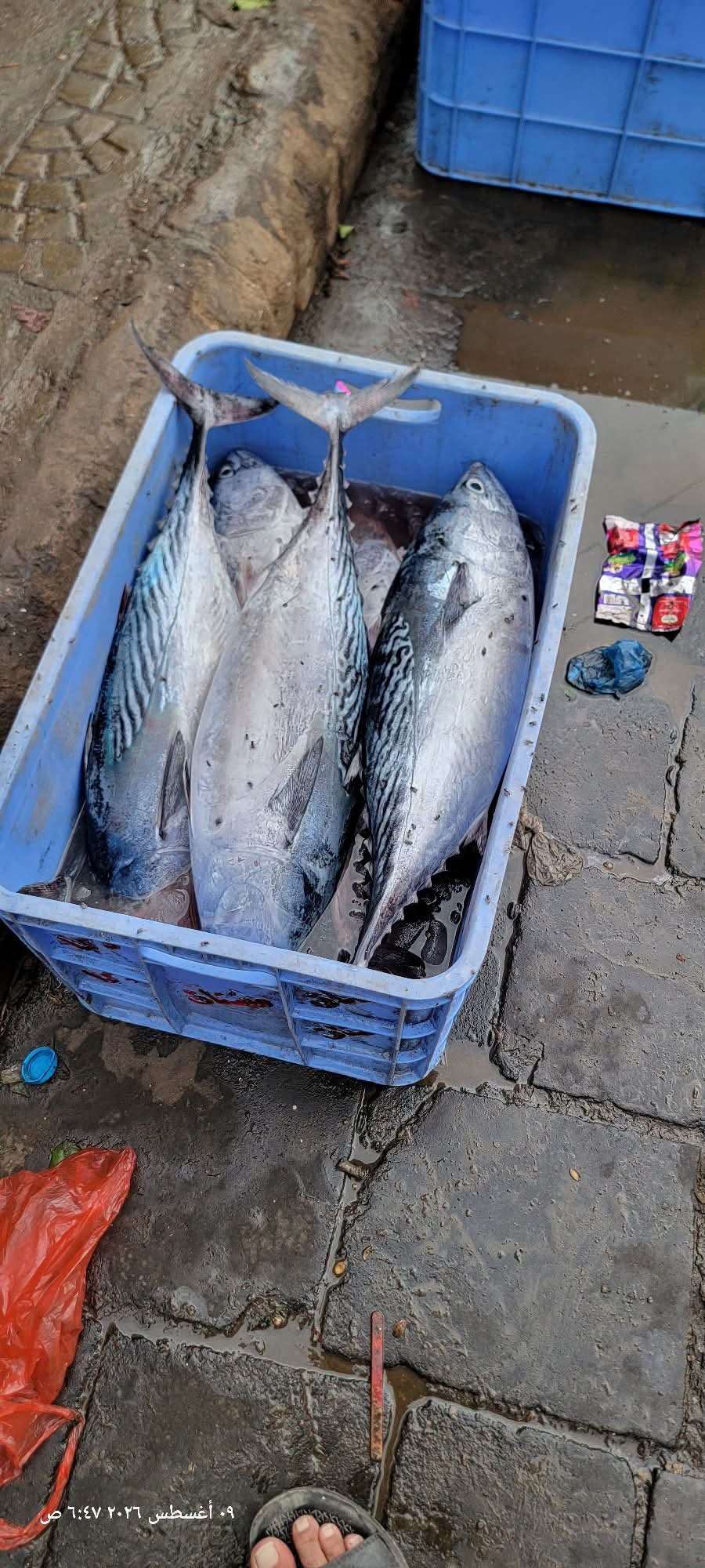 إنخفاض كميات الأسماك المعروضة للبيع في عدن