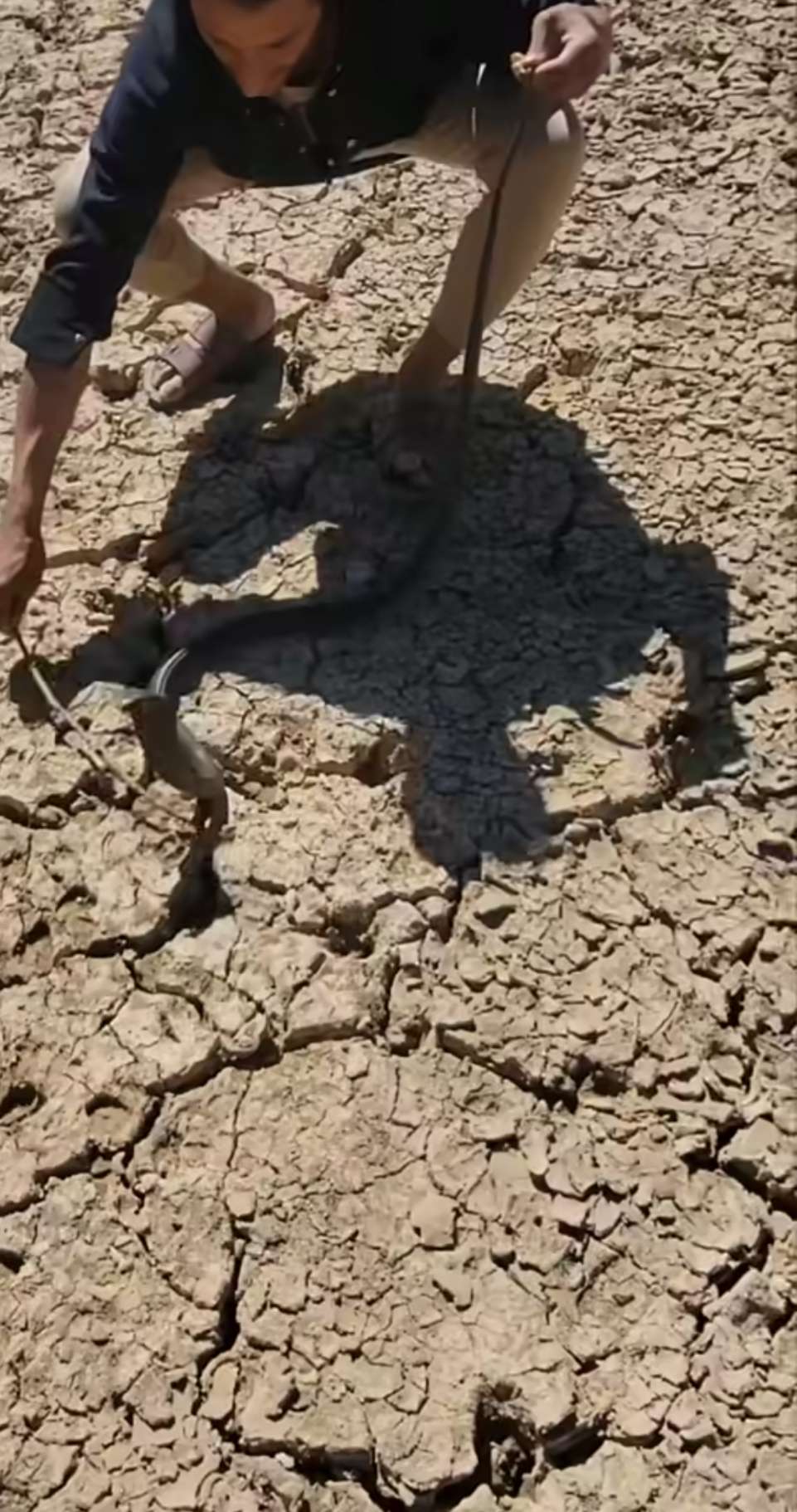 الربيعي يضبط كوبرا الربيعي يضبط كوبرا