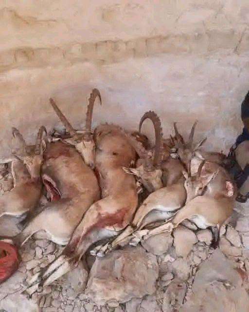 ارتكاب مجزرة بحق اشهر حيوان نادر في اليمن