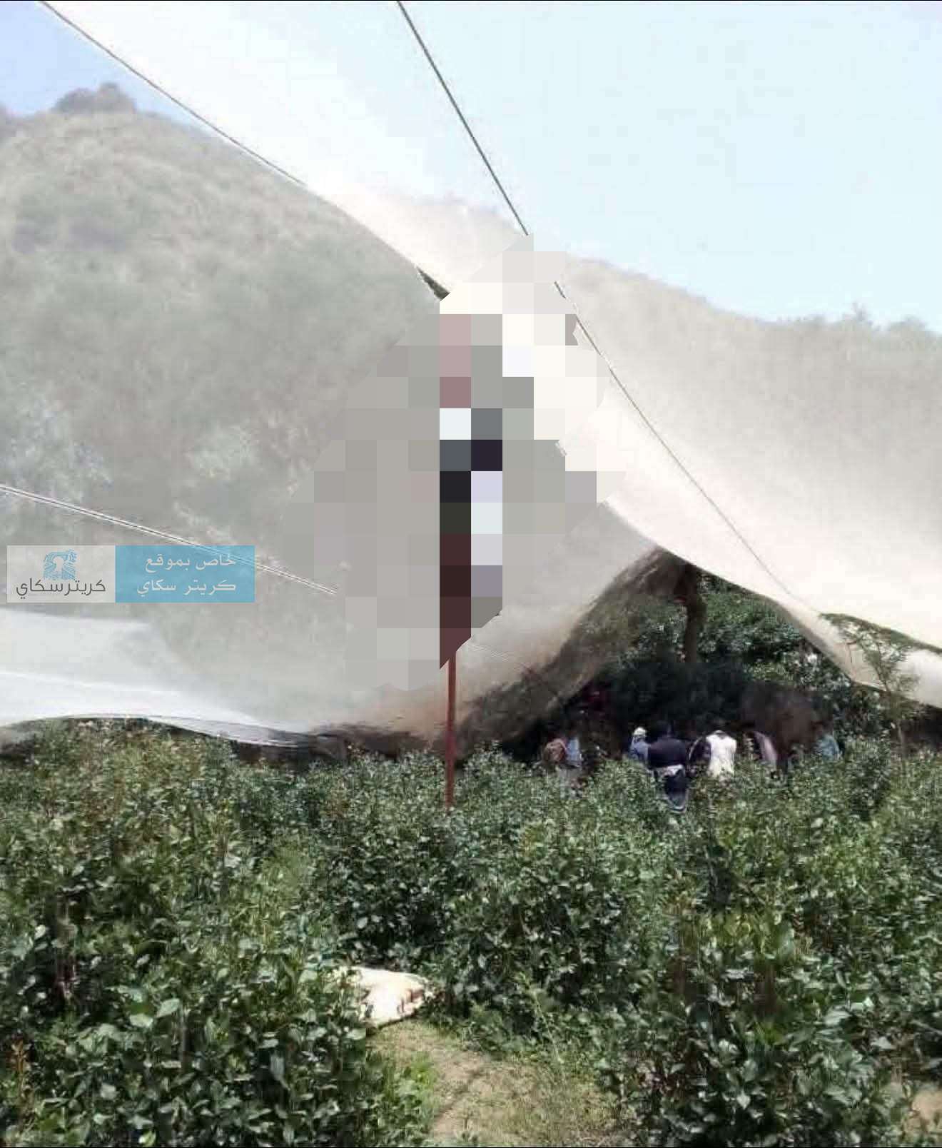 حادثة مؤلمة.. العثور على شاب مشنو قاً على شجرة