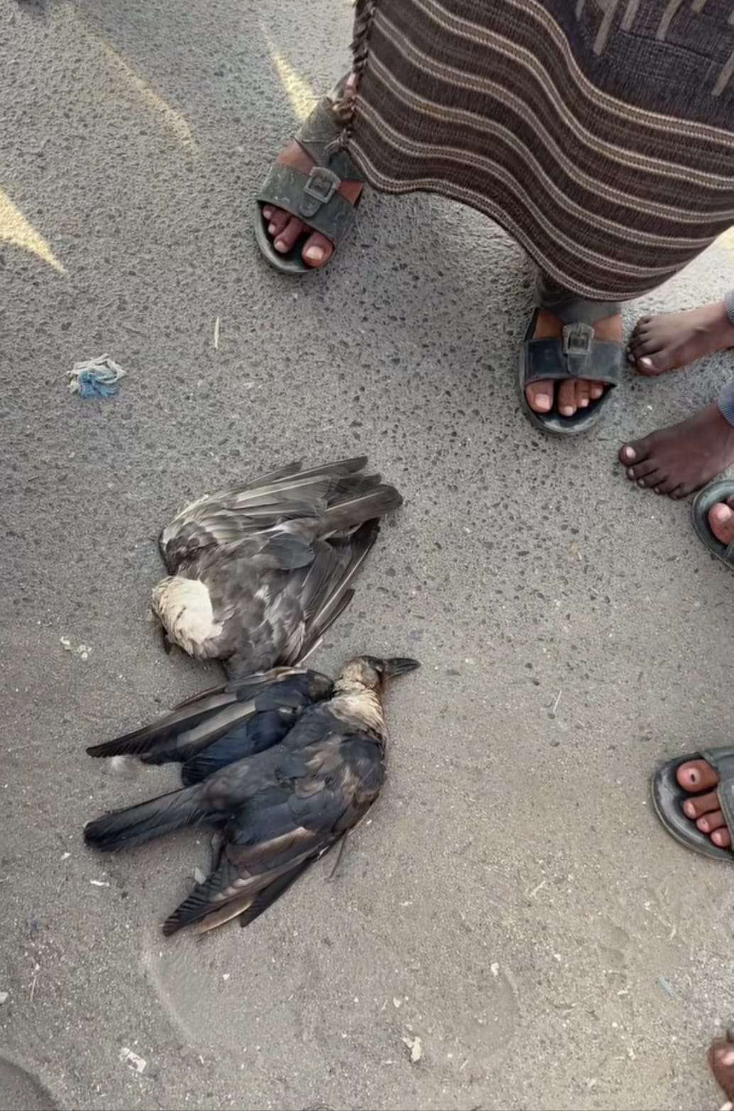 بعد رصد وتتبع لعدة أيام.. القضاء على &laquo;زعيم الغراب&raquo; في عدن