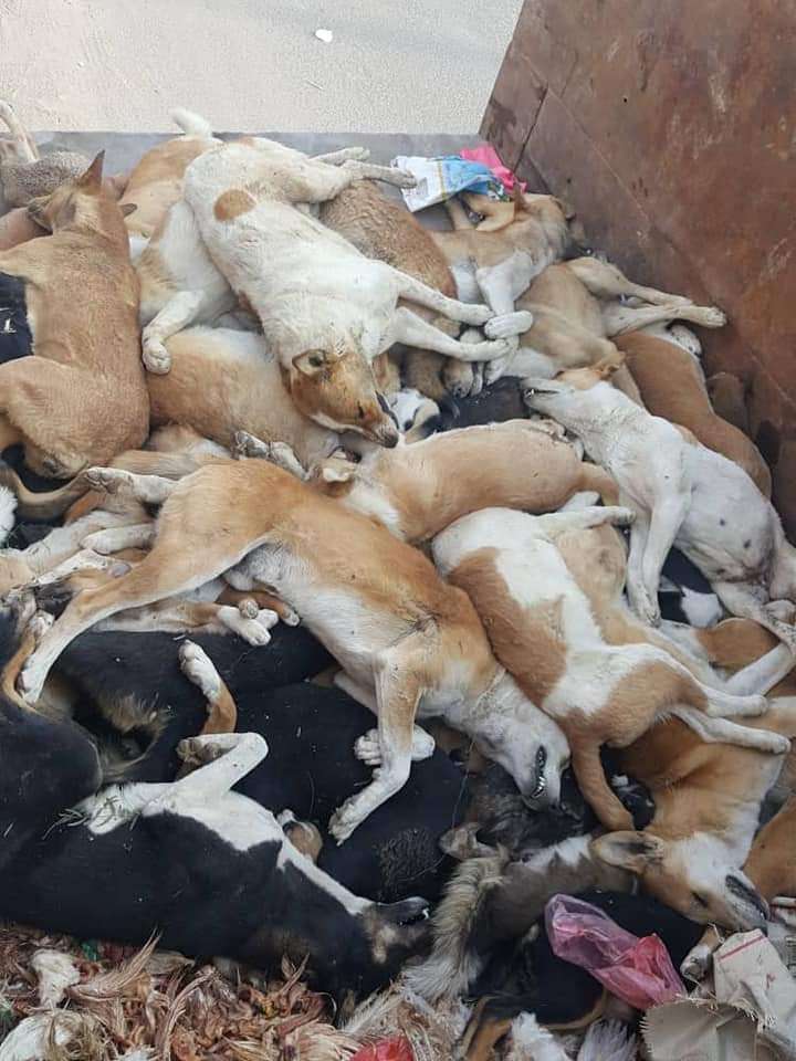 ترتكبها جماعة الحوثيين.. مجزرة في صنعاء (صورة)