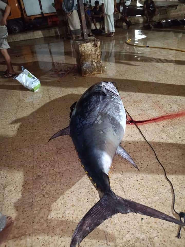 بالصور.. اصطياد سمكة نادرة في عدن تعرف عليها