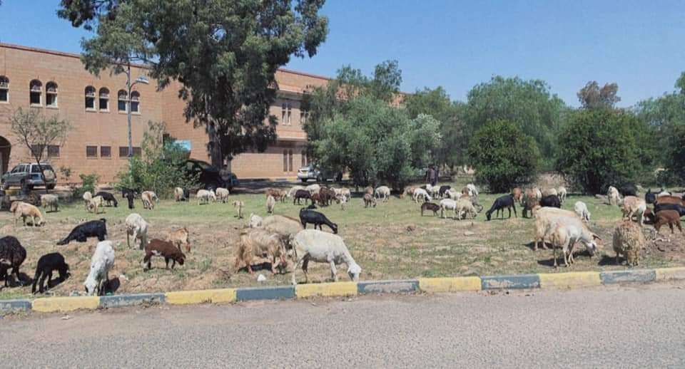 هكذا تبدو جامعة صنعاء في عهد الحوثيين
