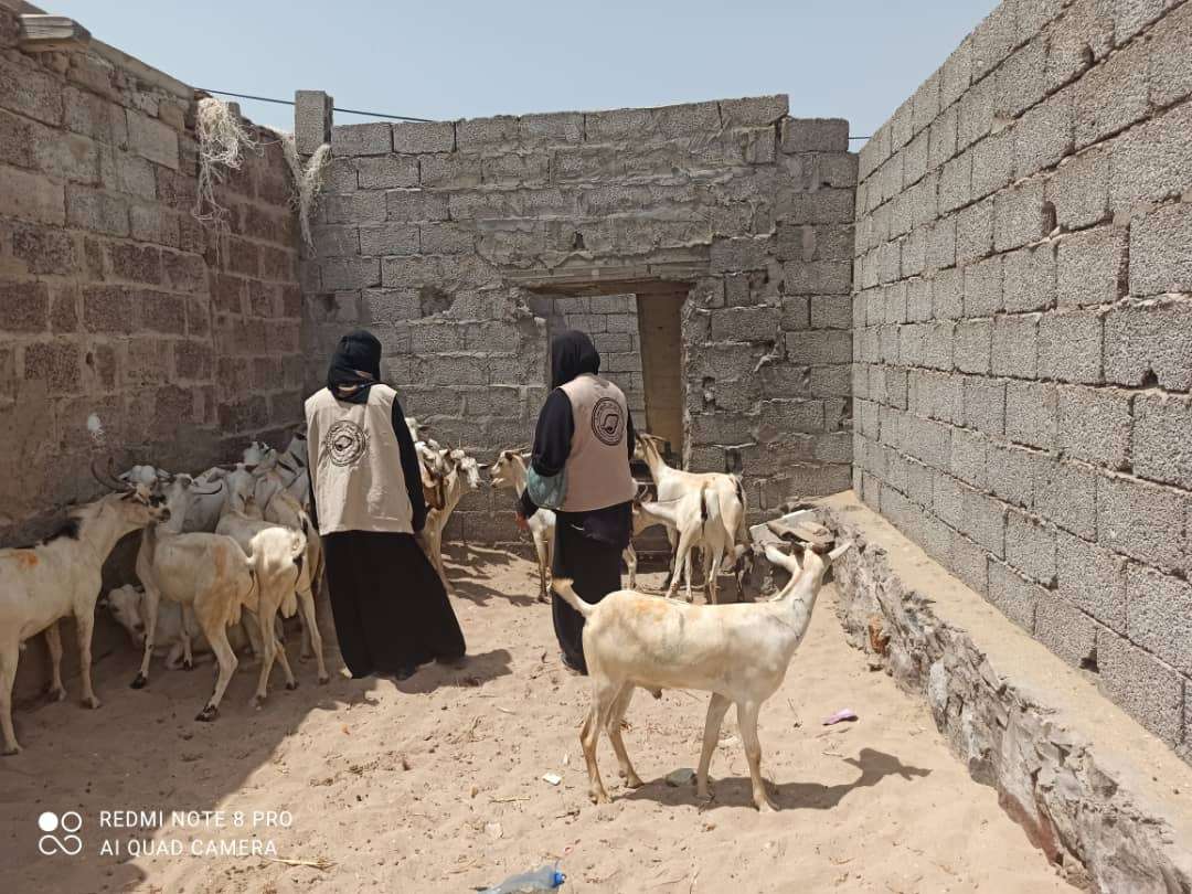 جمعية الساحل بعمران توزع 50 راس ماشية على الفقراء
