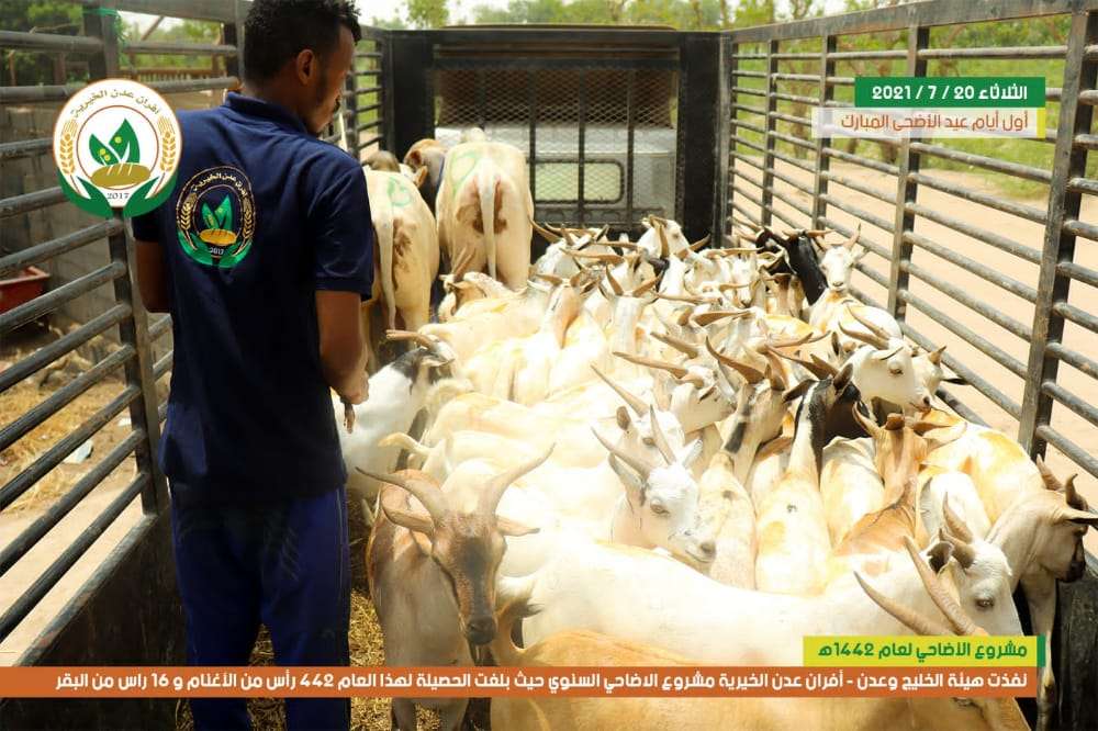 البري : 2426 أسرة استفادت من مشروع أضاحي أفران عدن الخيرية البري : 2426 أسرة استفادت من مشروع أضاحي أفران عدن الخيرية