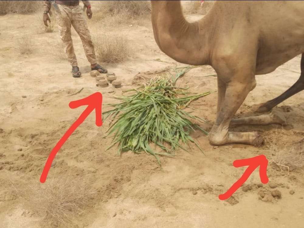 اصابة ناقة بانفجار لغم في حجة