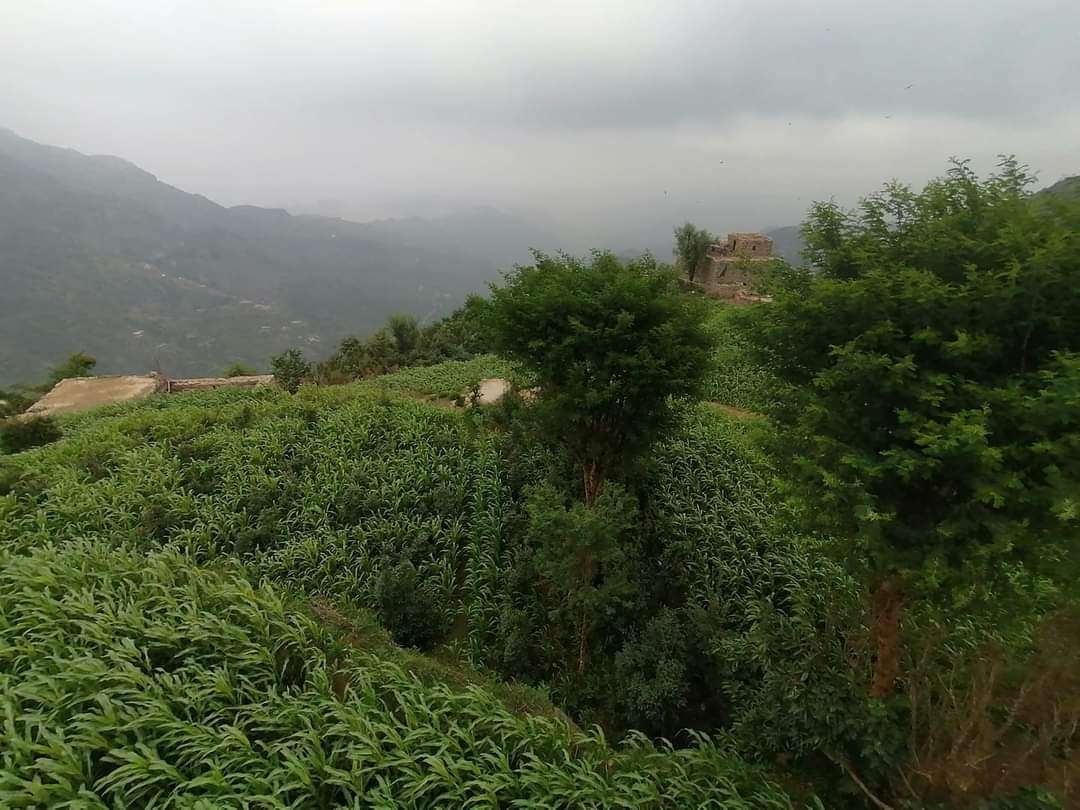 بالصور .. أجواء غائمة تشهدها مدينة تعز