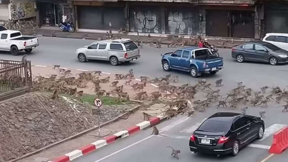 بالفيديو.. لن تصدق ما سترى.. شجار بين قردة وسط تايلاند بسبب كورونا