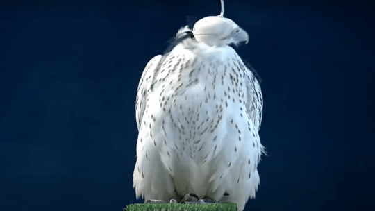 السعودية.. عرض جيل جديد من الصقور في المزاد الدولي لمزارع الإنتاج السعودية.. عرض جيل جديد من الصقور في المزاد الدولي لمزارع الإنتاج