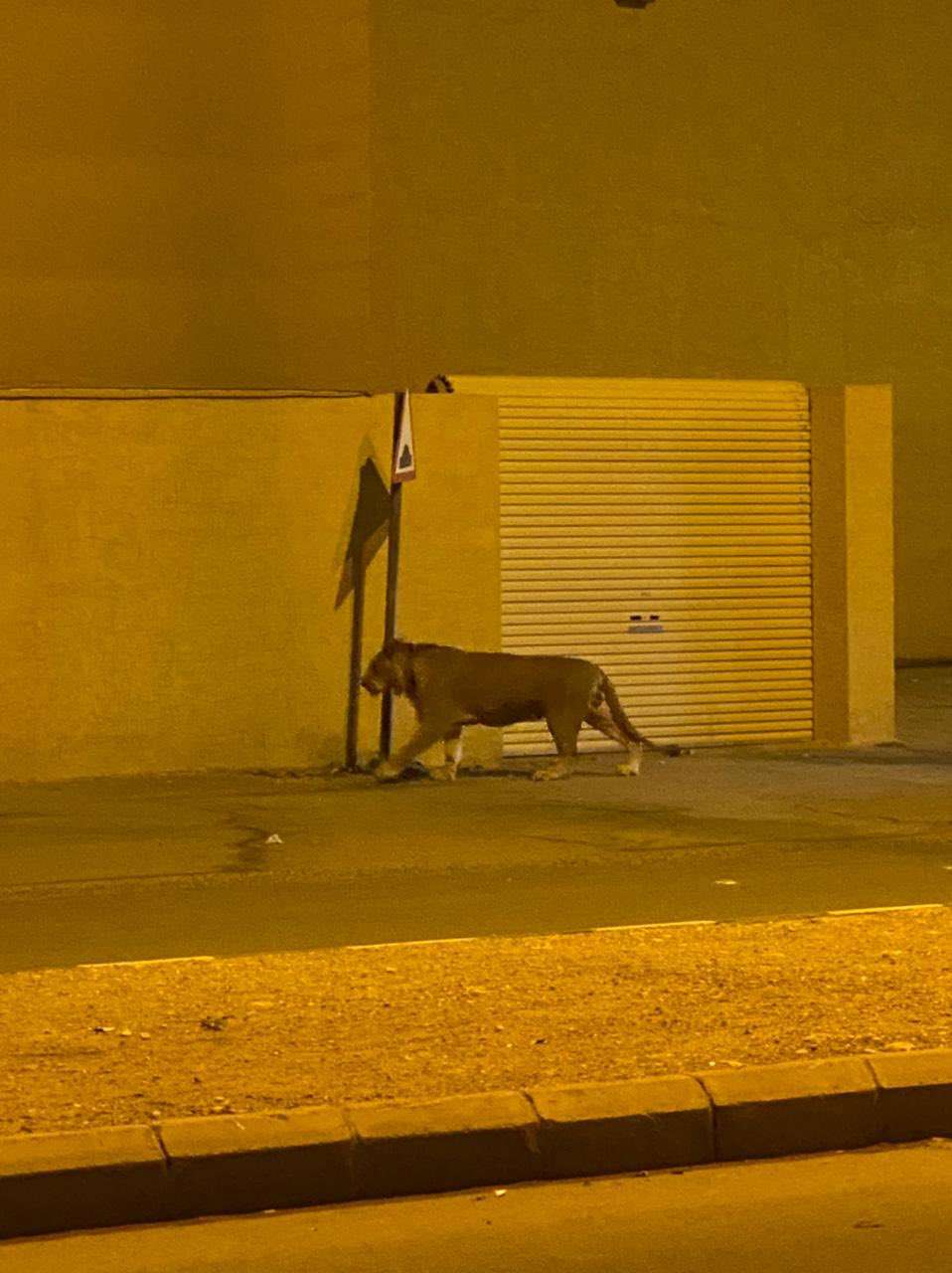 السعودية.. أسد مقيد بعمود يثير الذعر في حي سكني بمدينة الرياض السعودية.. أسد مقيد بعمود يثير الذعر في حي سكني بمدينة الرياض