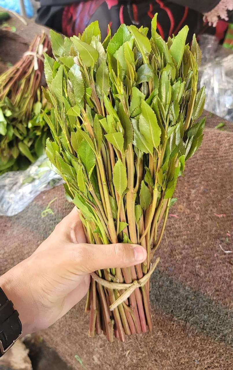 ارتفاع غير مسبوق للقات في عدن لهذا السبب ارتفاع غير مسبوق للقات في عدن لهذا السبب