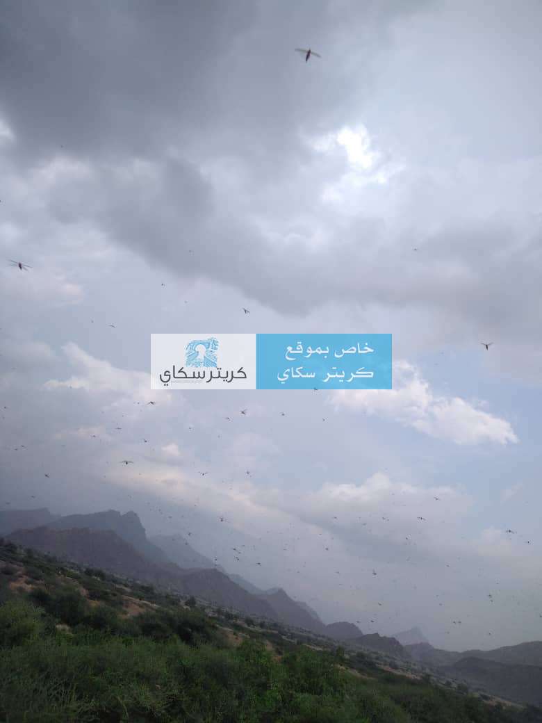 عاجل : الجراد يجتاح لودر ويلتهم المحاصيل(صور)
