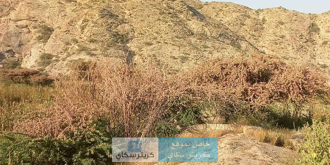 أسراب الجراد تغزو مديرية الوضيع ومودية من جديد