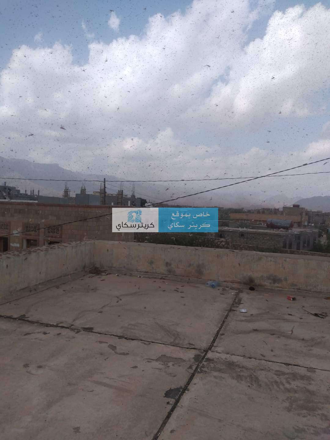 أسراب الجراد تغزو مدينة لودر بأبين